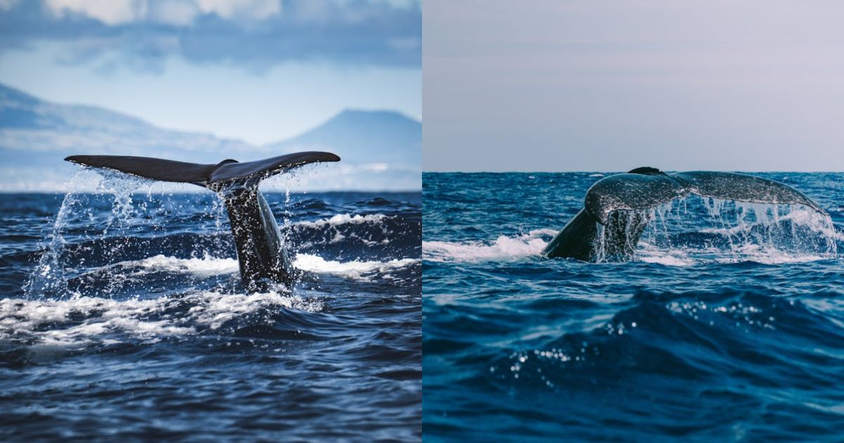 XRP Whale-Retail Spread On Binance Falls To 2024