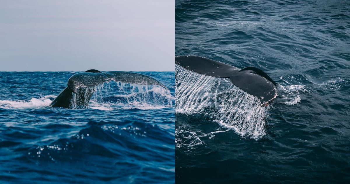 Mysterious Bitcoin Whale Transfers $40 Billion