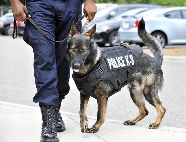 Powerhouse K-9s, and a Tearful Reunion, Are Your