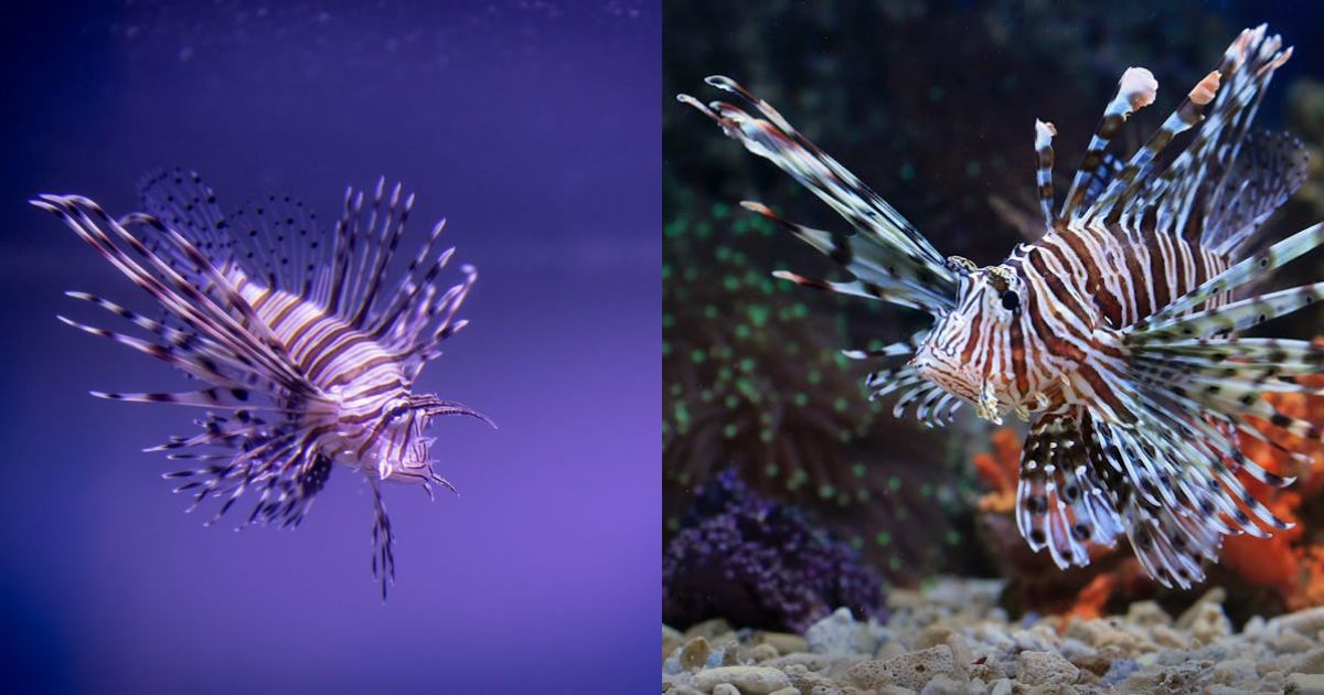 Dangerous invasive fish that can 'walk on | New York News