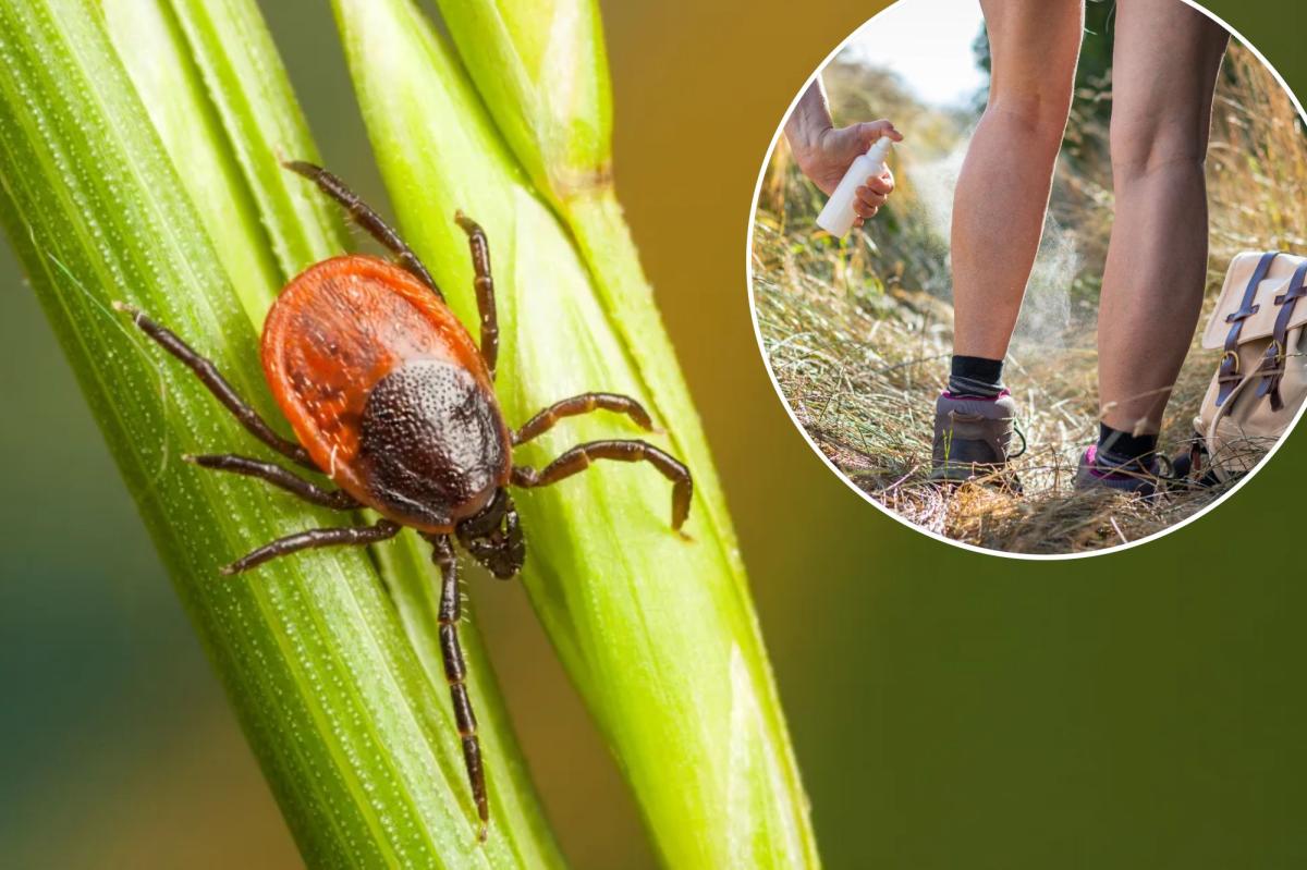 Tick populations are surging in these states — | Lifestyle News
