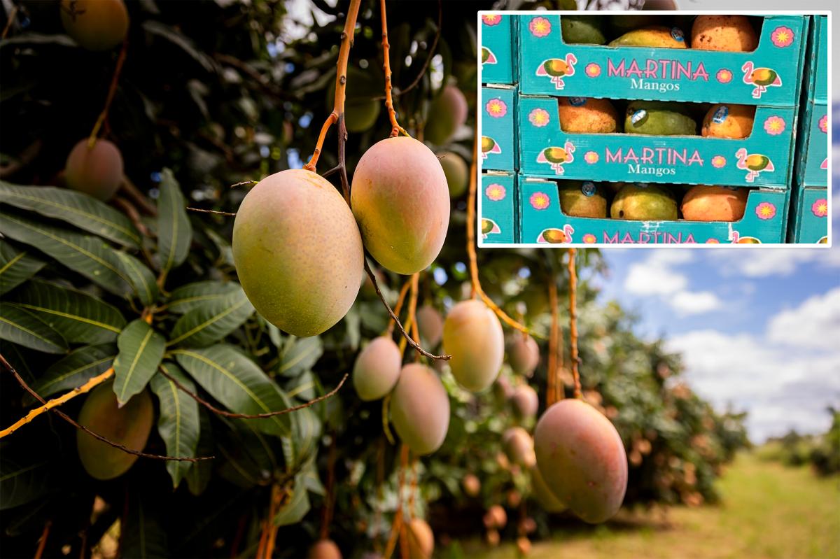 Walmart mangoes recalled over potential salmonella | Lifestyle News