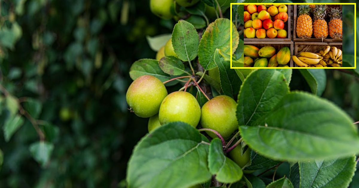 Apple commits another $100B to US manufacturing as Trump tariffs hit India